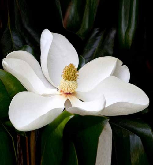 Magnolia - ম্যাগনোলিয়া
